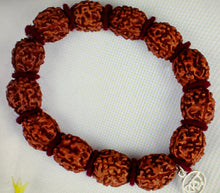 Load image into Gallery viewer, 4Mukhi rudraksha bracelet
